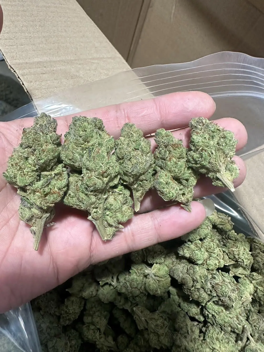 CBD Oil and Medical Marijuana available here.
